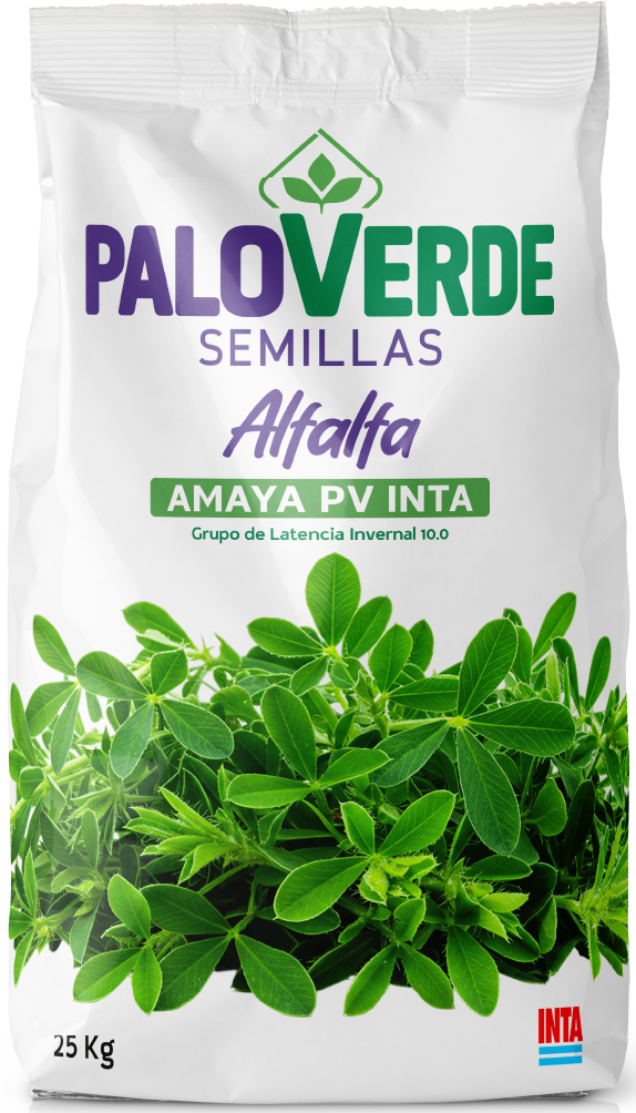 Amaya PV Inta